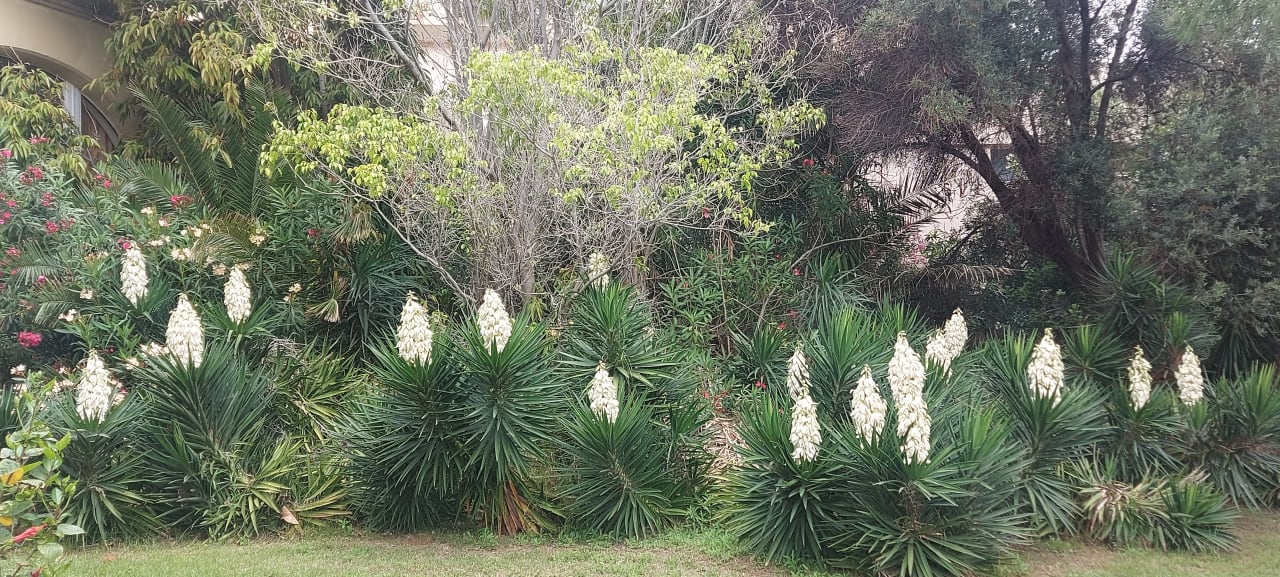 Gartenanlage Hotel Kalithea Horizon Royal