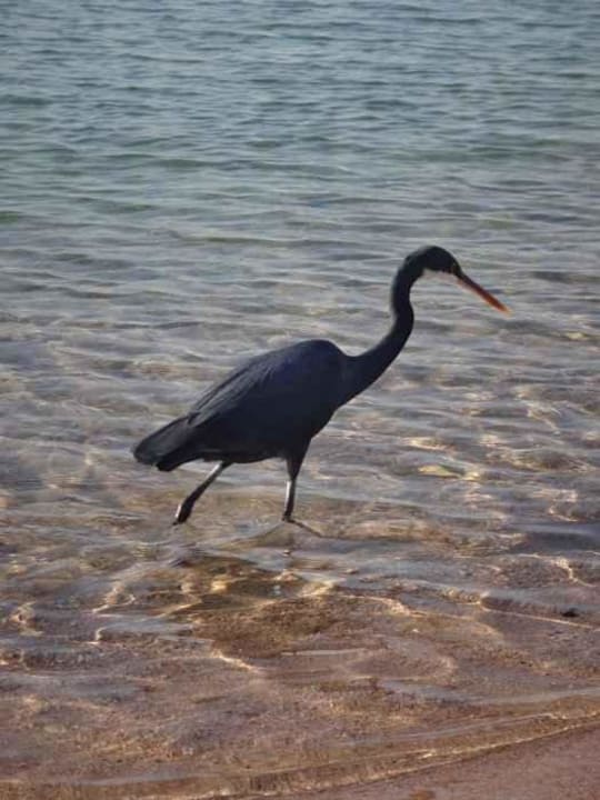 Cleopatra Luxury Resort Makadi Bay Cleopatra Luxury Resort Makadi Bay