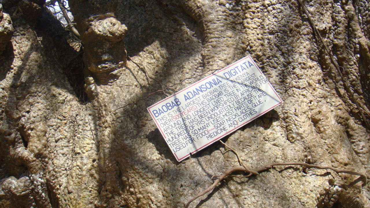 Самый древний баобаб Hotel Papillon Lagoon Reef