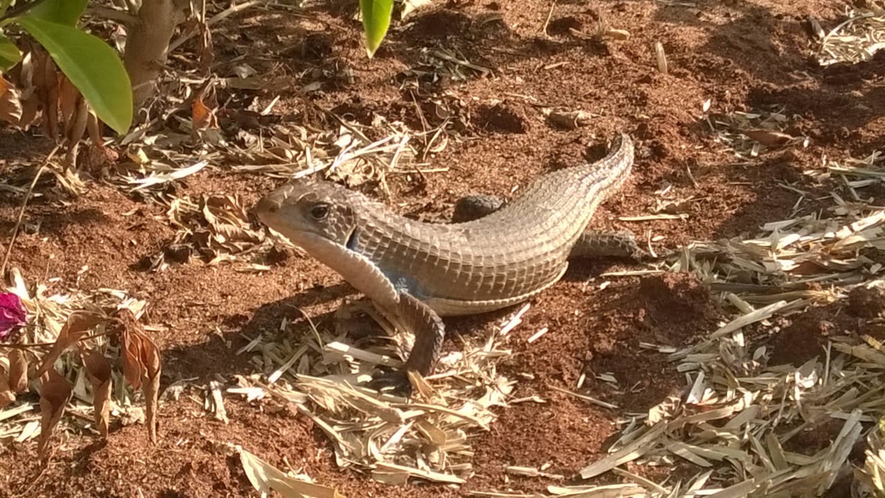 Krokodilsechse ....sie wohnt umsonst hier  Royal Zanzibar Beach Resort