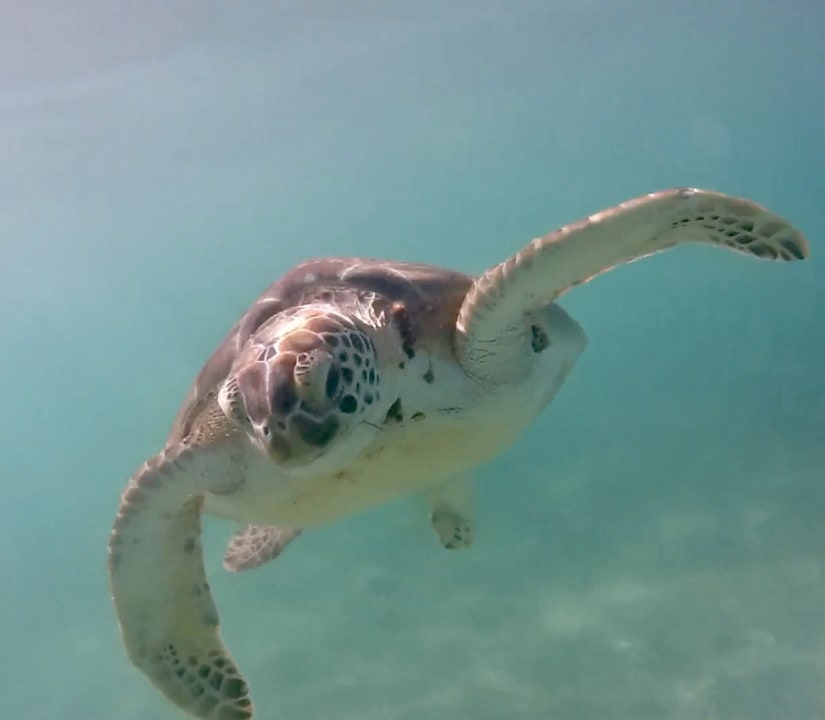 Sport & Freizeit Akumal Bay Beach & Wellness Resort