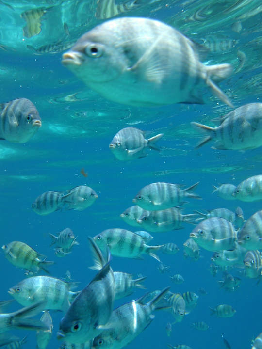 Strand Jaz Makadi Oasis Resort