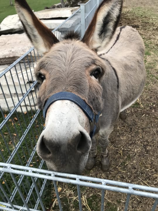 Sonstiges Winzer-Bauernhof Felbinger