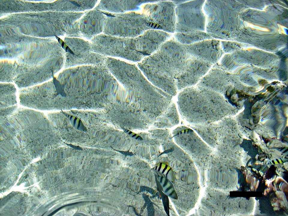 Fische Pickalbatros Royal Moderna Resort-Sharm El Sheikh