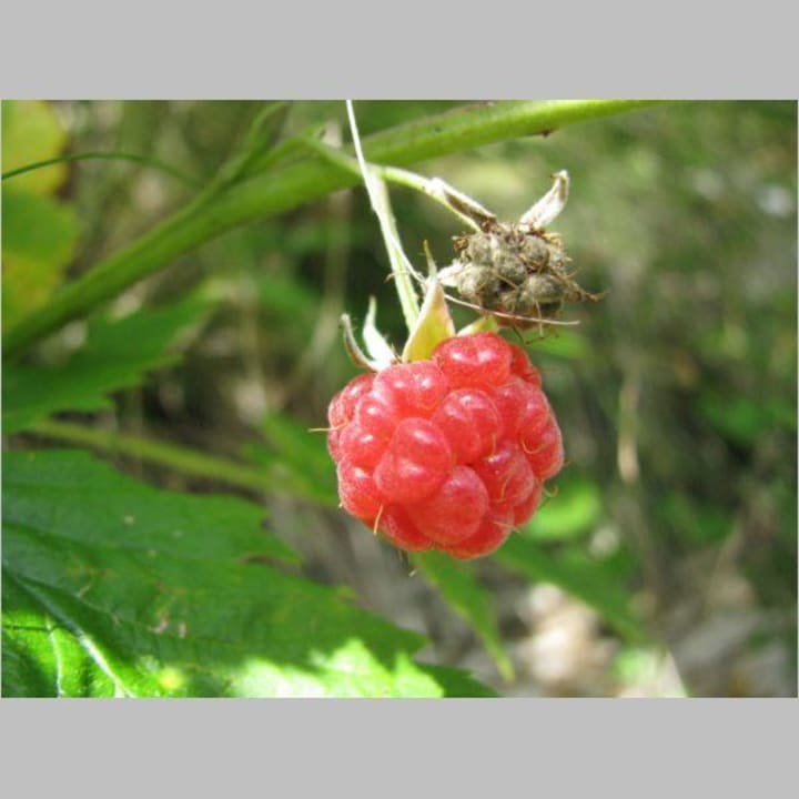 Waldfrüchte 1 Genusshof Mesner Aktiv