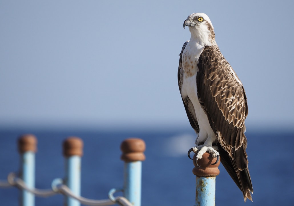 Ausblick Rohanou Beach Resort