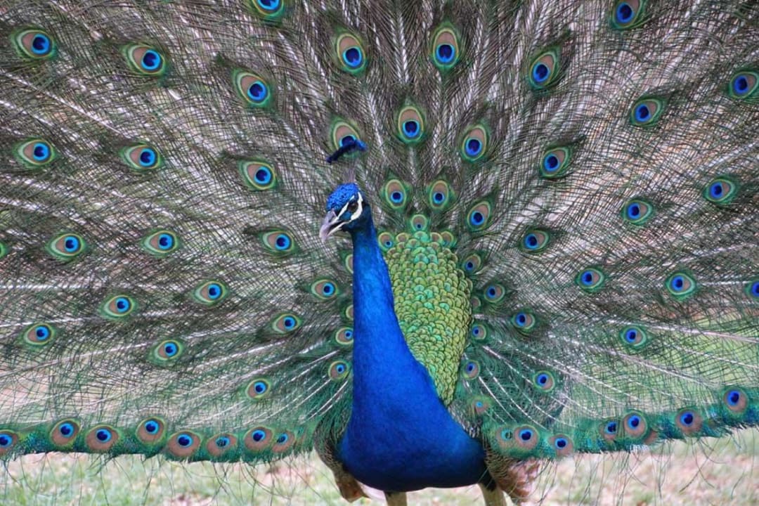 Pfau im Garten Wabi Game Lodge