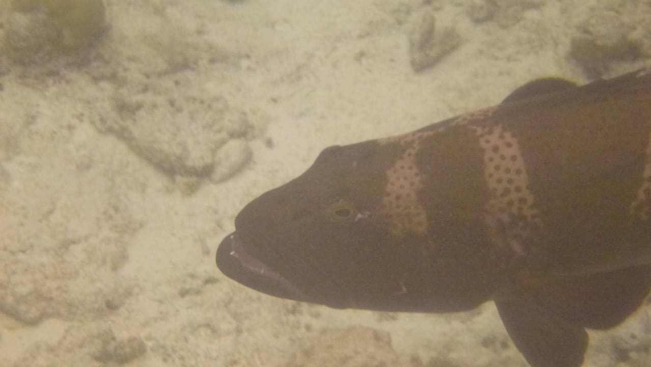 Am Hausriff - Zackenbarsch Ellaidhoo Maldives by Cinnamon
