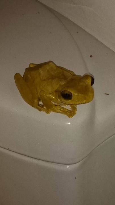 Mitternachtsgast im Bad Hotel Tisara Villas