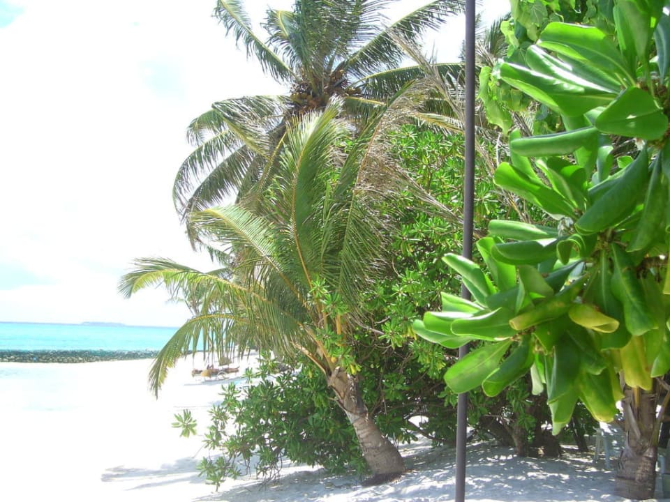 Baum am Strand Summer Island Maldives