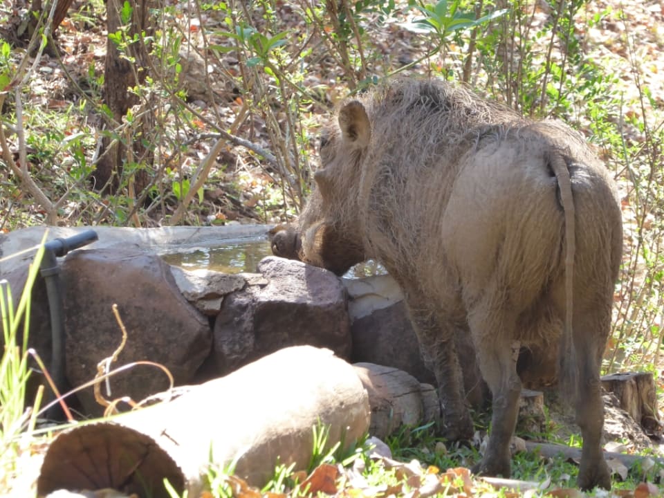 Sonstiges Lokuthula Lodge