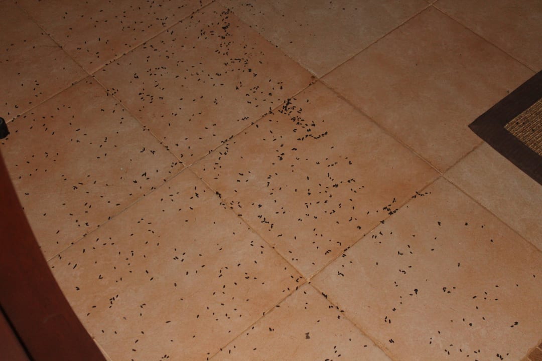 Massenweise Gekko-Kot Ol Tukai Lodge