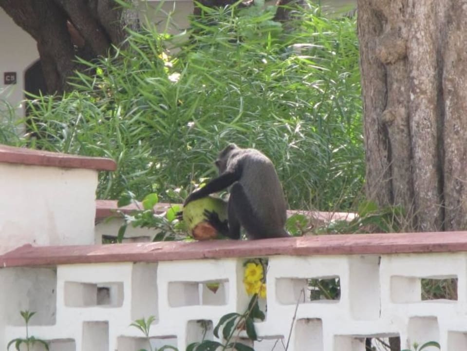 Affe in Hotelanlage Hotel Diani Sea Lodge