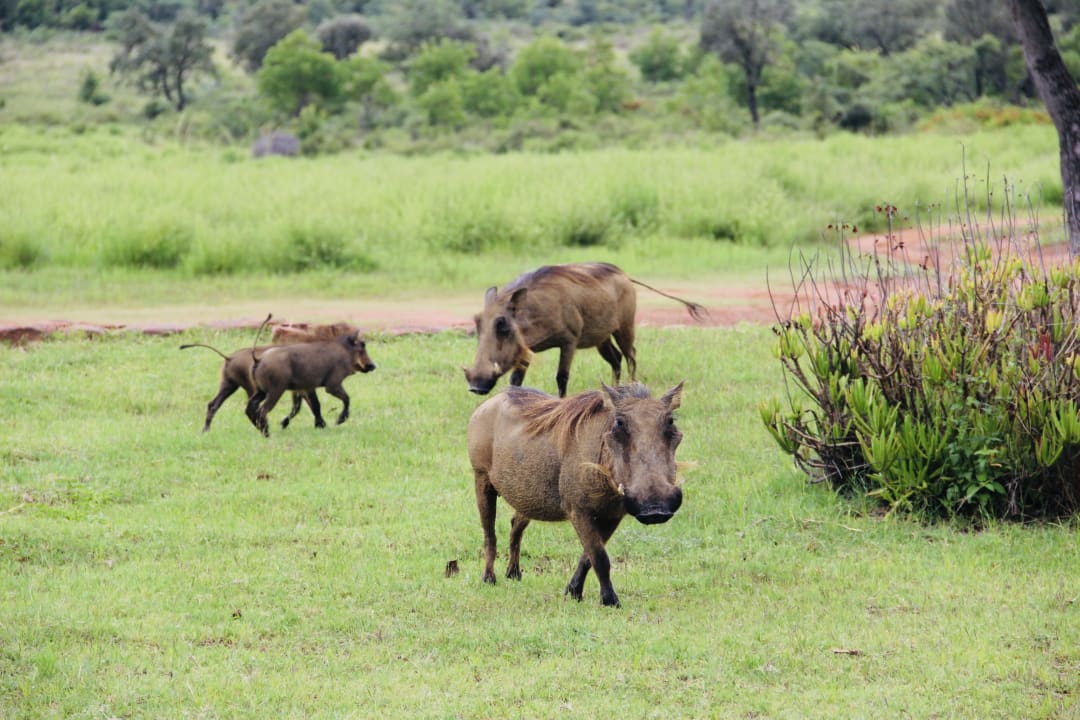 Gartenanlage Hotel Ekuthuleni Lodge