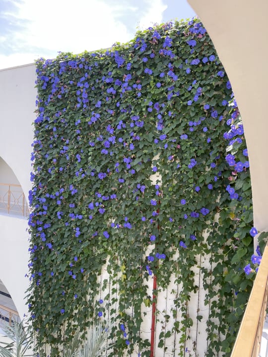 Sonstiges Desert Rose