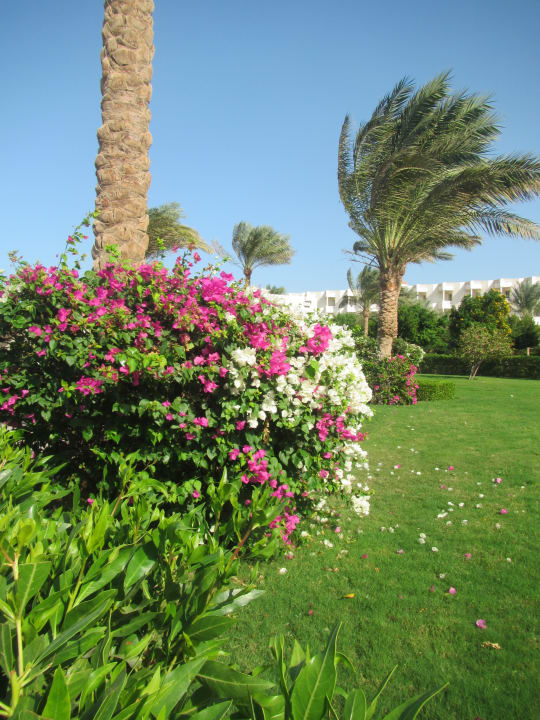 Gartenanlage Desert Rose
