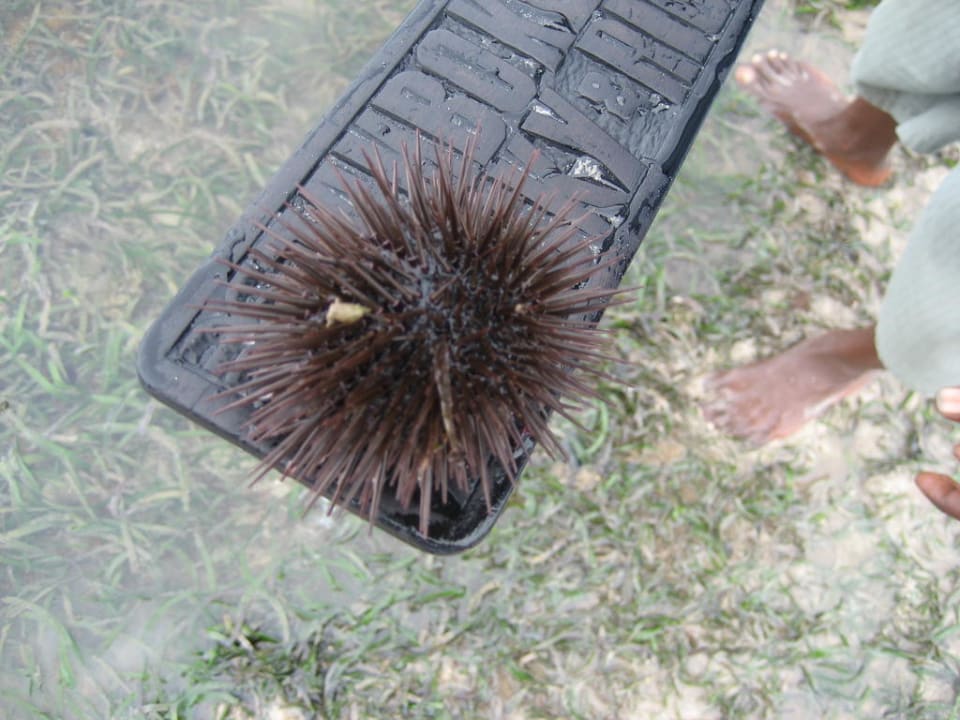 Hotel Bahari Beach Club Bahari Beach Hotel