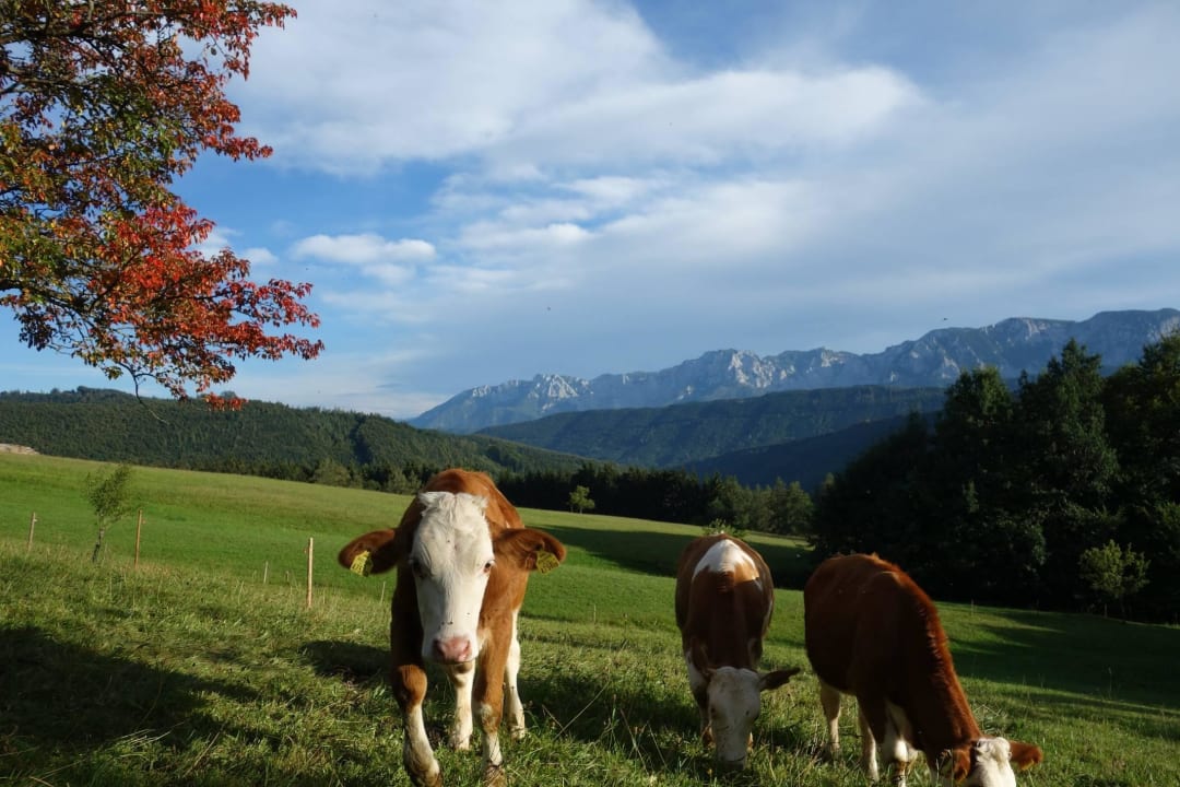 Herbststimmung Bauernhof Leitner