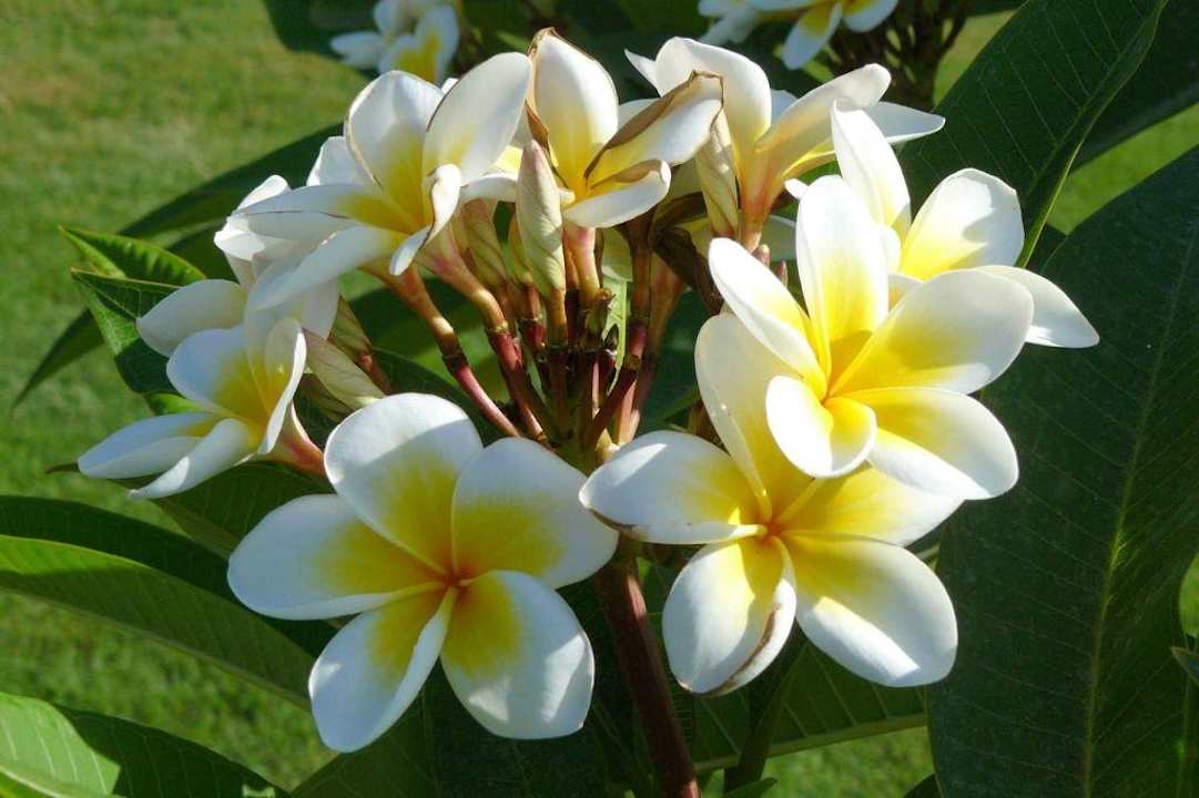 Ogród Brayka Bay Resort