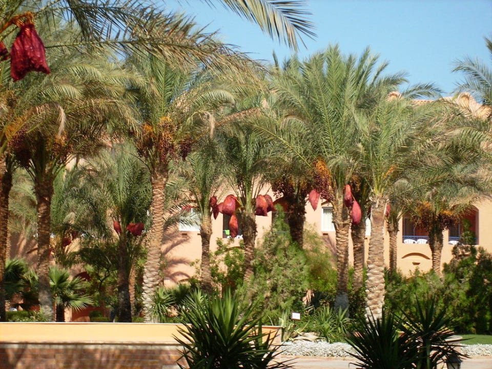 Dattelpalmen Jaz Makadi Oasis Resort