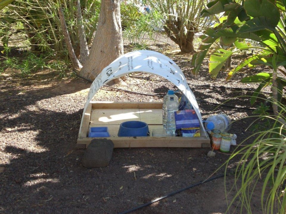 Katzen Fütterungsstation Fuerteventura Princess