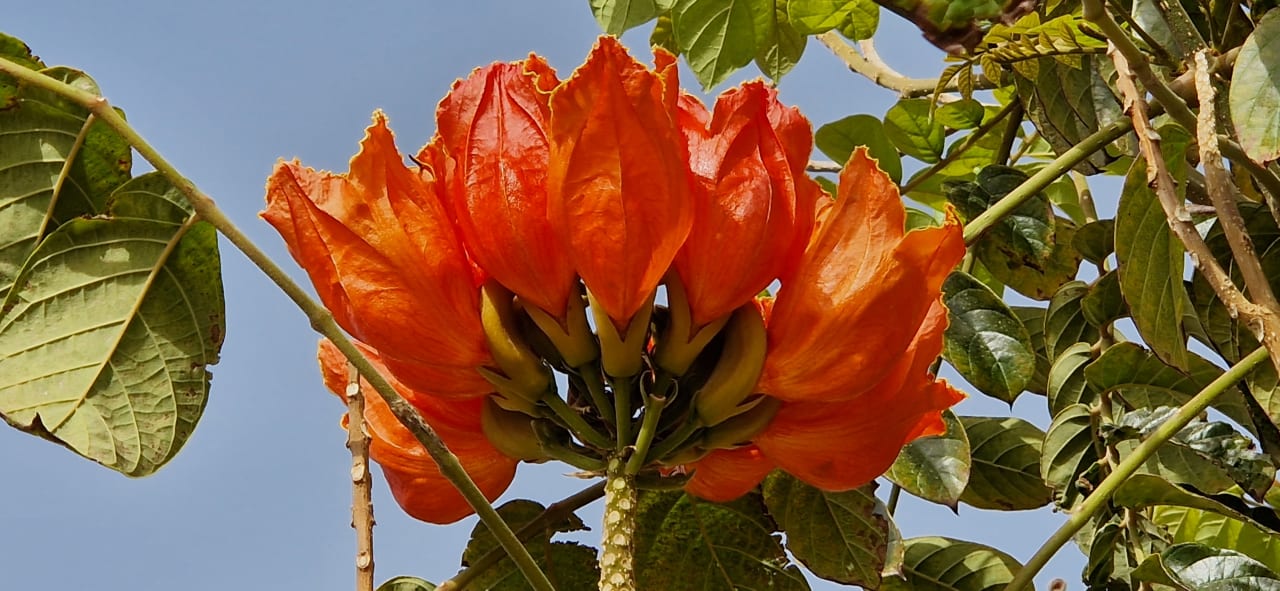 Gartenanlage Shams Prestige Abu Soma-Adults Only