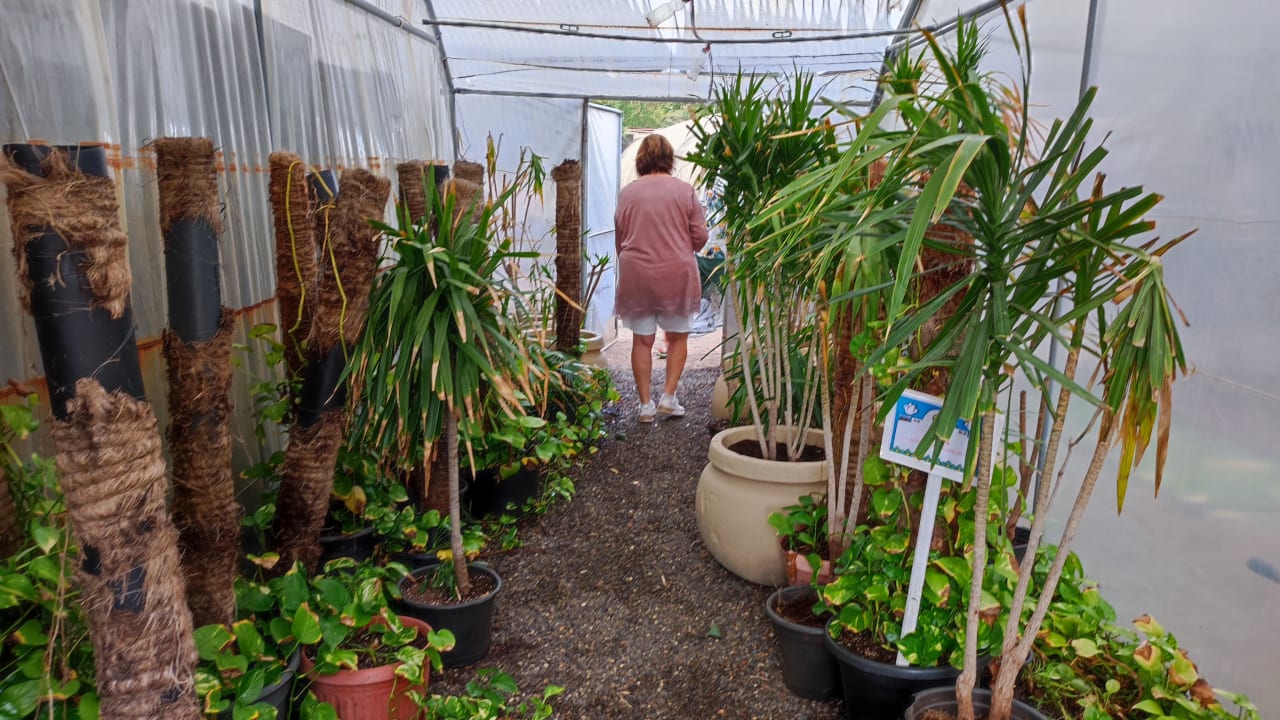 Gartenanlage Desert Rose