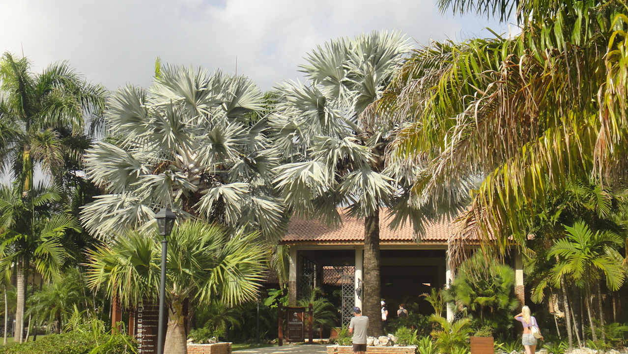 Caffee Dominicano Villas Bavaro Resort & Spa
