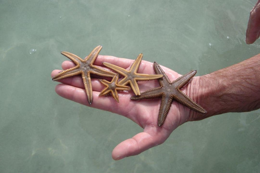 Seesterne im glasklaren Wasser Hotel Riu Palace Tropical Bay