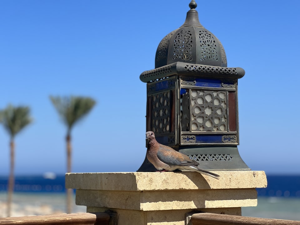 Sonstiges Makadi Spa - Adults only