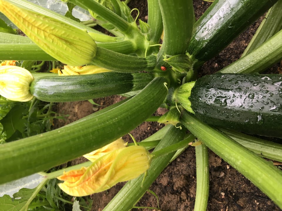 Außenansicht Hotel Ibis Strasbourg Sud La Vigie