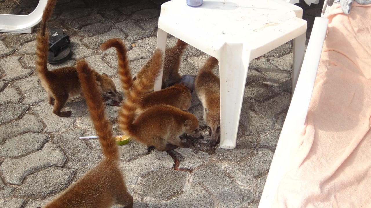 Nervig Hotel Riu Tequila