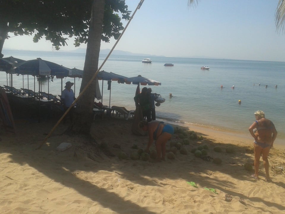 Сборка кокосов Natural Park Resort