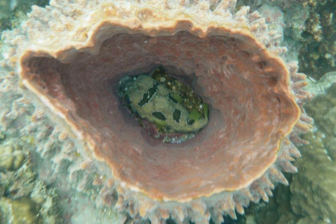 Ein Masken-Igelfisch... Long Bay Resort Koh Phangan