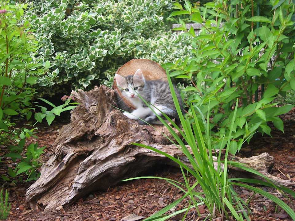 Kätzchen Pension Wachahof
