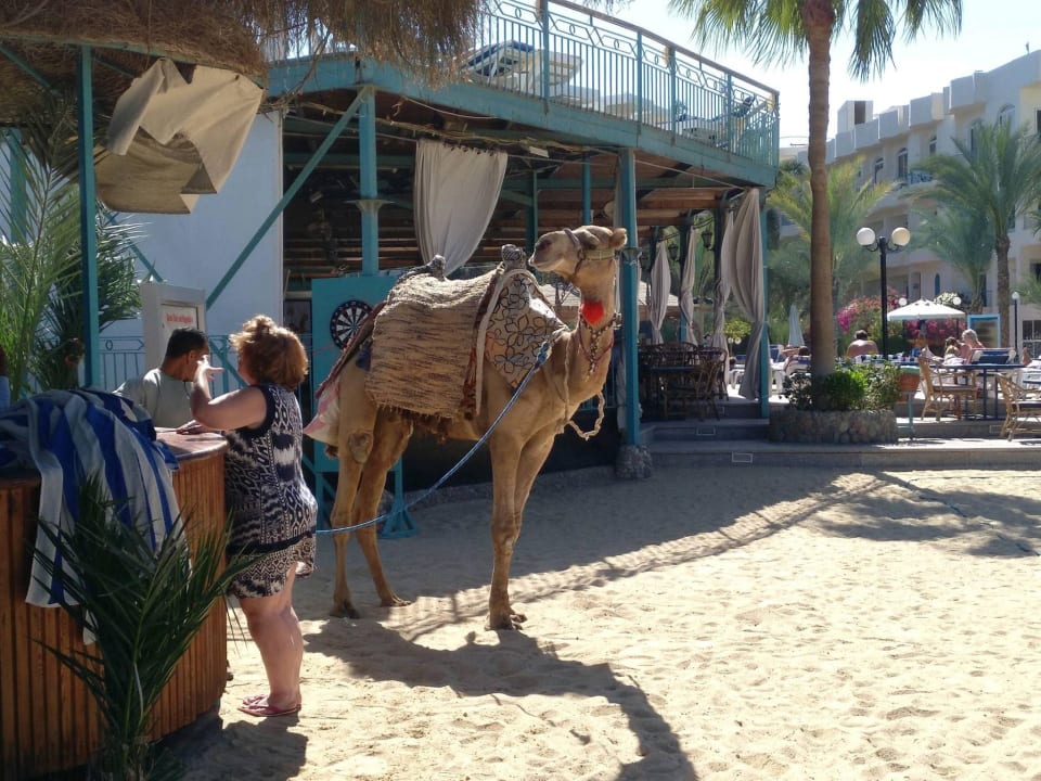 Strand Bella Vista Resort Hurghada