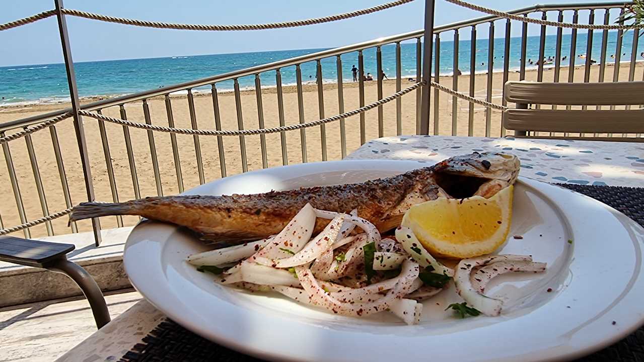 Gastro Seashell Vega