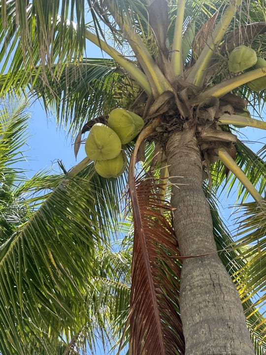 Gartenanlage Furama Resort Danang