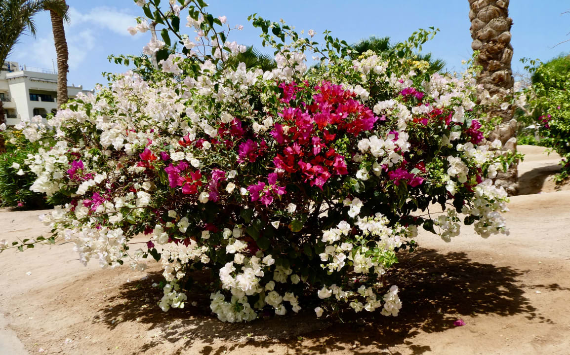 Gartenanlage Steigenberger ALDAU Beach Hotel