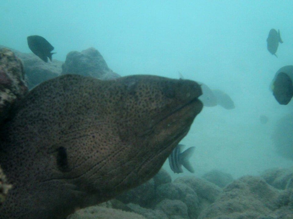 Vorsicht bissig! Summer Island Maldives