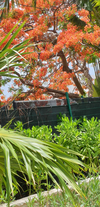 Gartenanlage Hotel Riu Tequila