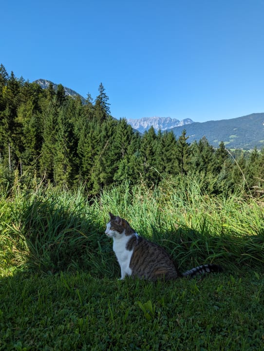 Ausblick Alm- & Wellnesshotel Alpenhof