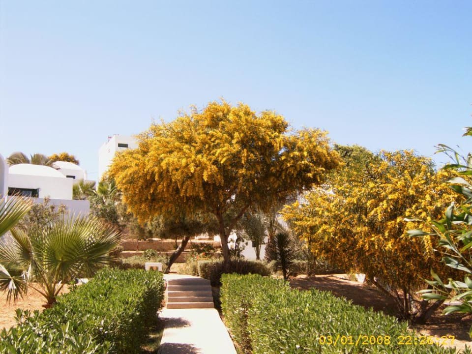 Mimosen überall Hotel Sangho Club Zarzis
