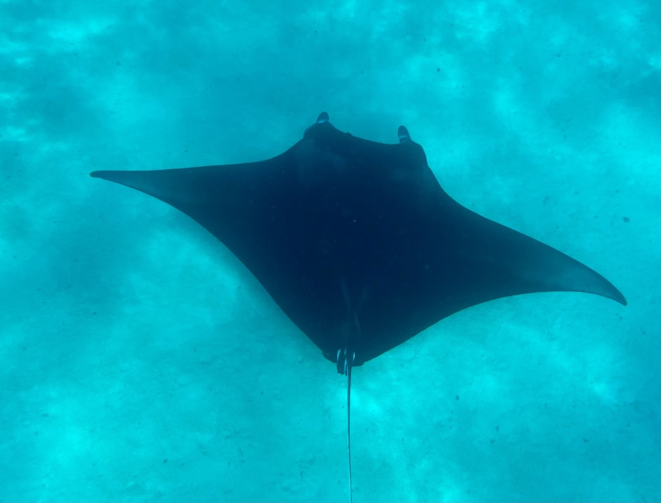 Sport & Freizeit Vilamendhoo Island Resort & Spa