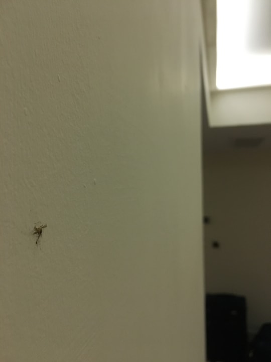 Zimmer Asteria Venus Didim