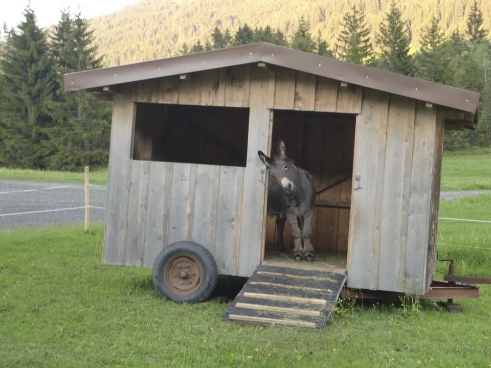 3 Esel gehören hier zum "Inventar" Gasthof Bergblick