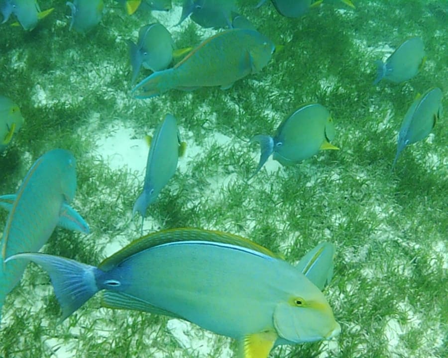 Fische Kuredu Island Resort & Spa