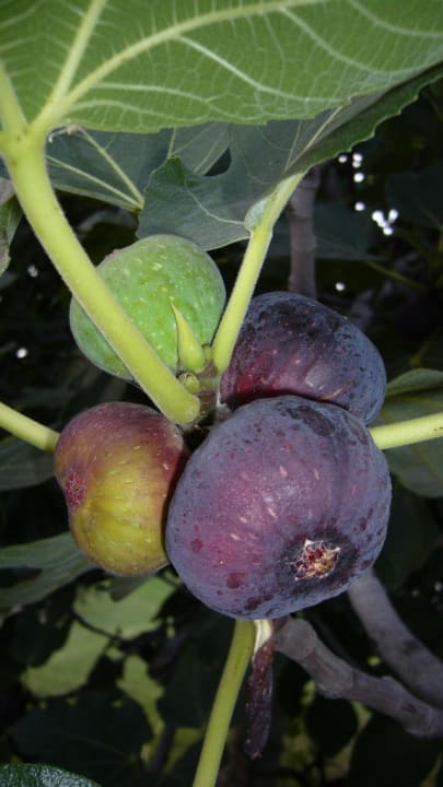 Garten Eden Haus des Künstlers