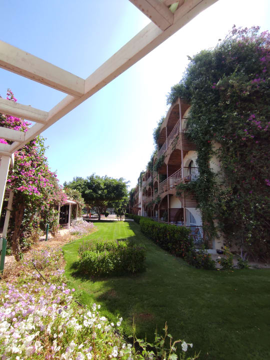 Gartenanlage Desert Rose