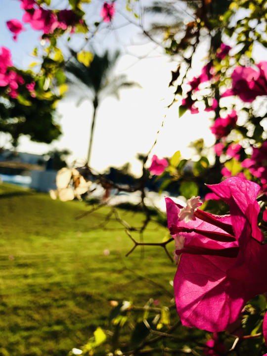 Gartenanlage Desert Rose